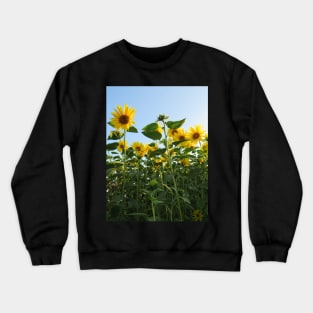 colorful, blooming sunflowers, sunflower, flowers Crewneck Sweatshirt